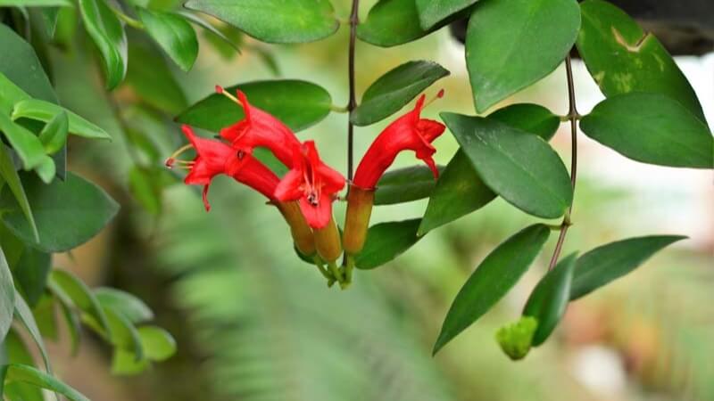 Chùm hoa son môi căng tròn, rực sắc như thỏi son đỏ.