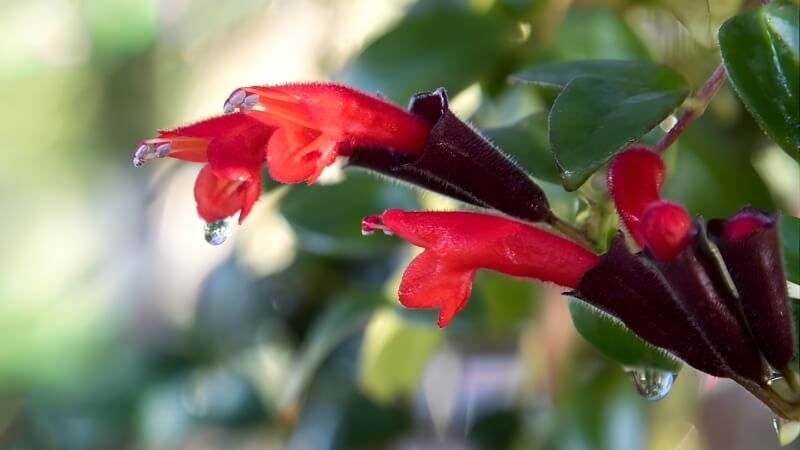 Sắc đỏ son môi nổi bật giữa nền lá xanh mướt