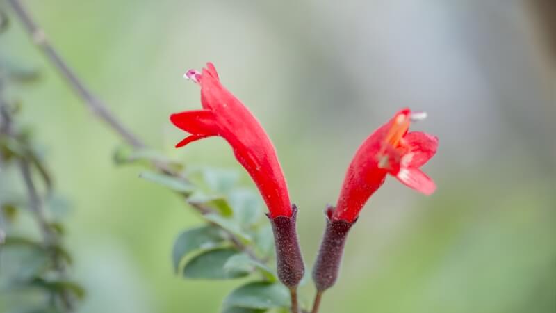 Nụ hoa son môi chúm chím, hứa hẹn khoảnh khắc bung nở