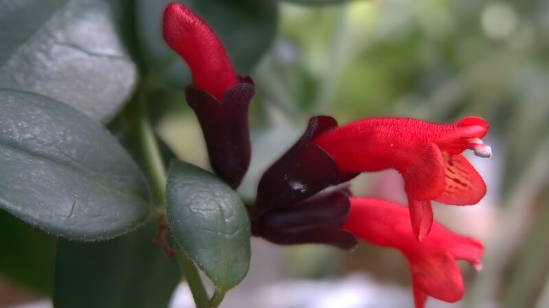 Các câu hỏi thường gặp về hoa son môi