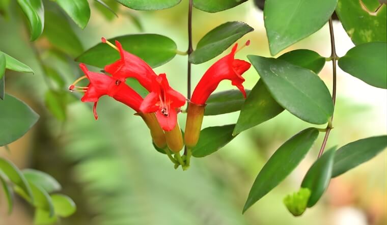 Hoa Son Môi: Cách trồng và chăm sóc cây cảnh độc đáo, ra hoa như thỏi son