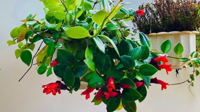 Hoa son môi đỏ rực, nổi bật trong ánh nắng sớm