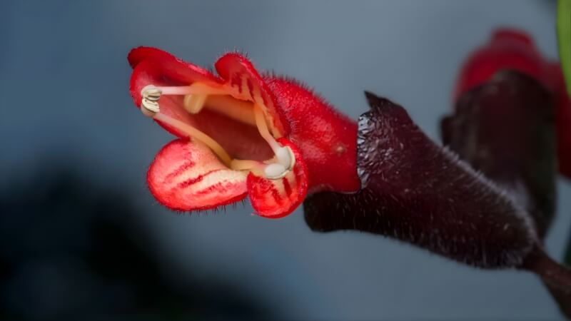 Hoa son môi nở đồng loạt, mang lại không gian tràn đầy năng lượng.