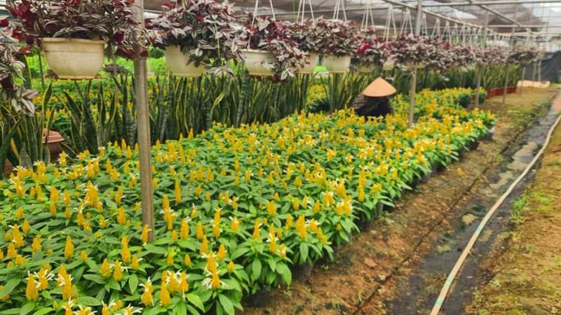 Lưu ý khi trồng hoa rồng vàng