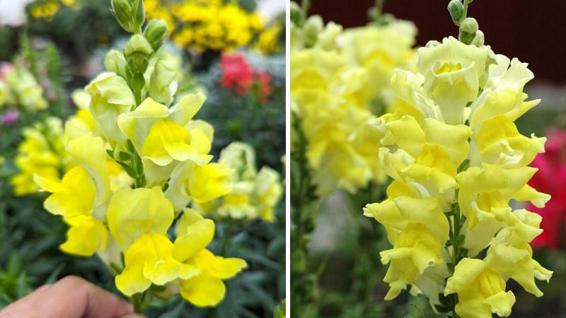 Đặc điểm của hoa rồng vàng