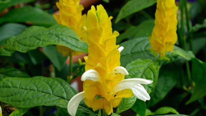 Hình ảnh đẹp về hoa rồng vàng 7