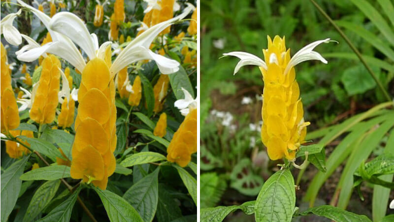 Hình ảnh đẹp về hoa rồng vàng 9