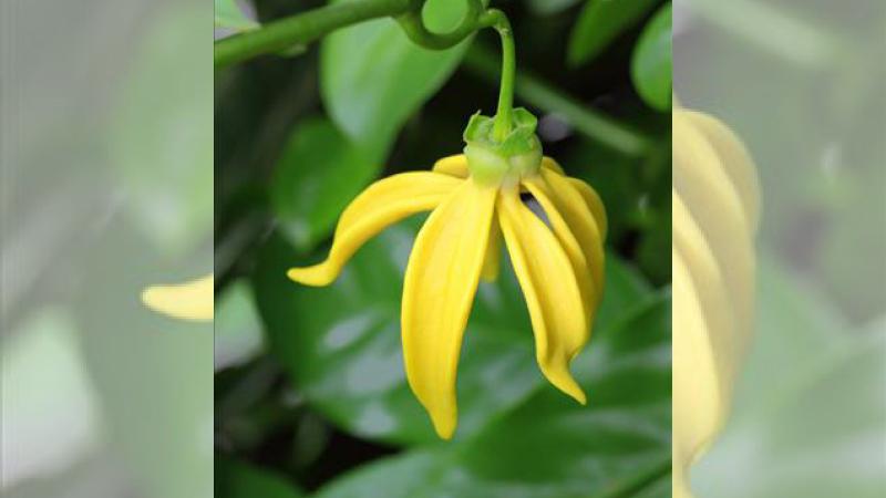 Cây hoa rồng vàng ít hoa