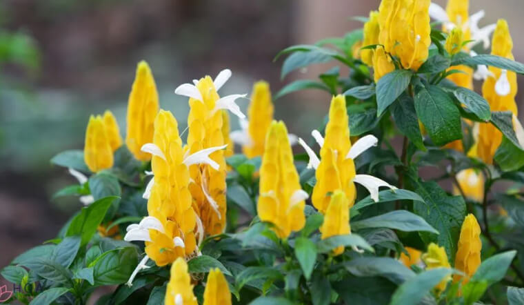 Hoa Rồng Vàng (Mõm Rồng): Ý nghĩa và bí quyết trồng để hoa nở rực rỡ