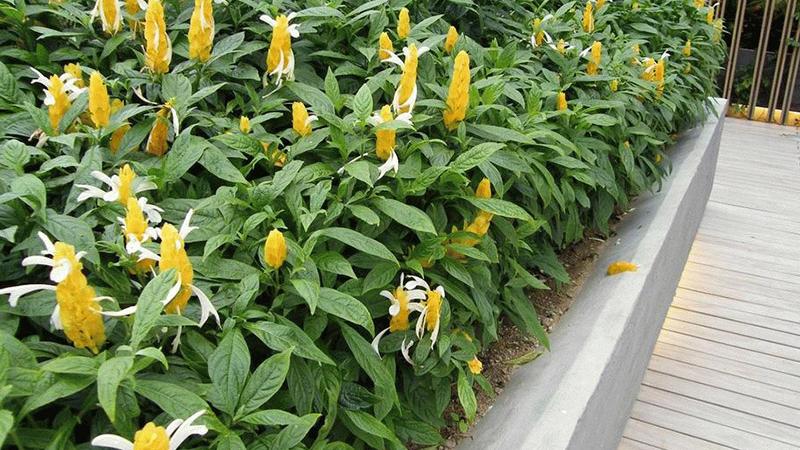 Hình ảnh đẹp về hoa rồng vàng 10