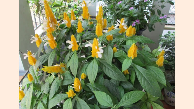 Hình ảnh đẹp về hoa rồng vàng 8