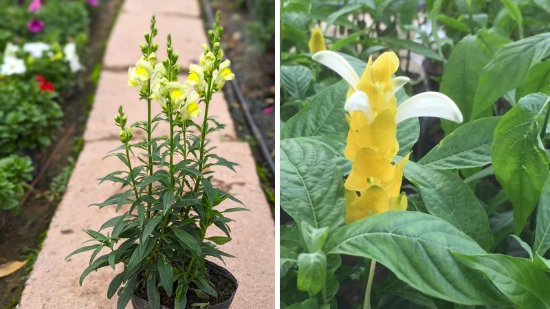 Tác dụng của hoa rồng vàng