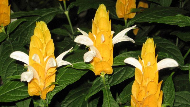 Hình ảnh đẹp về hoa rồng vàng 2