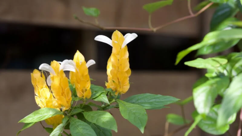 Hình ảnh đẹp về hoa rồng vàng 6