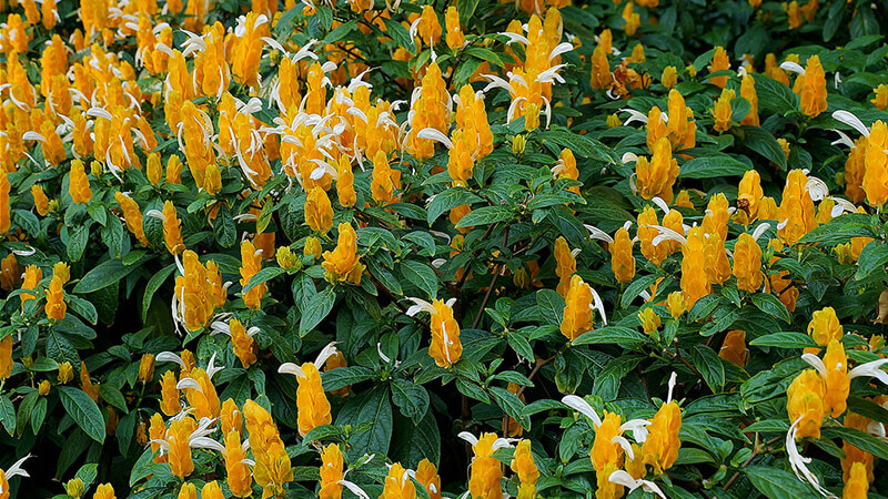 Hình ảnh đẹp về hoa rồng vàng 1