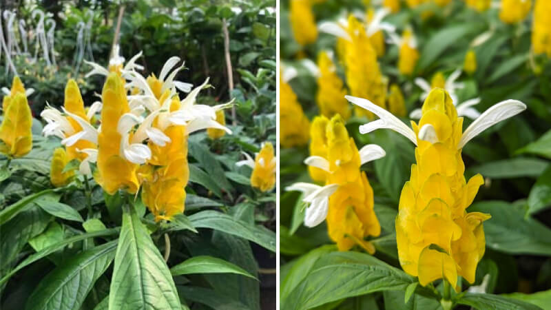 Hình ảnh đẹp về hoa rồng vàng 4