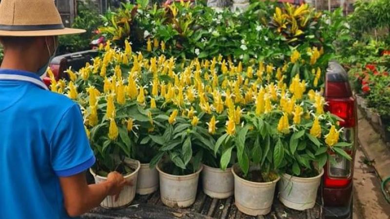 Cách trồng hoa rồng vàng tại nhà