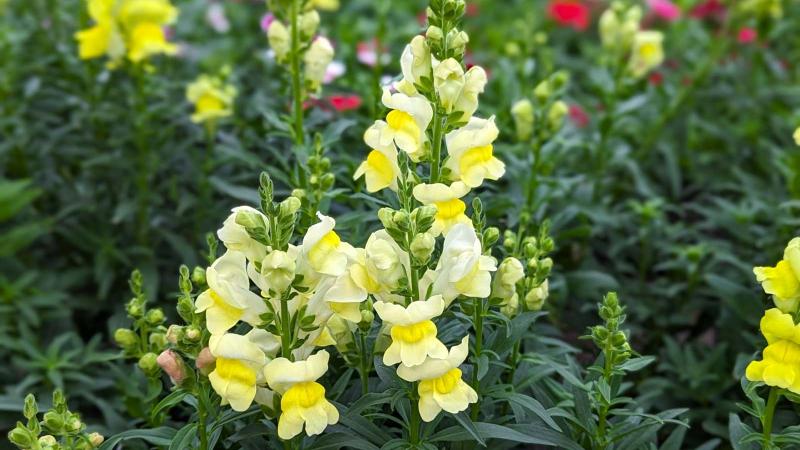 Ý nghĩa hoa rồng vàng