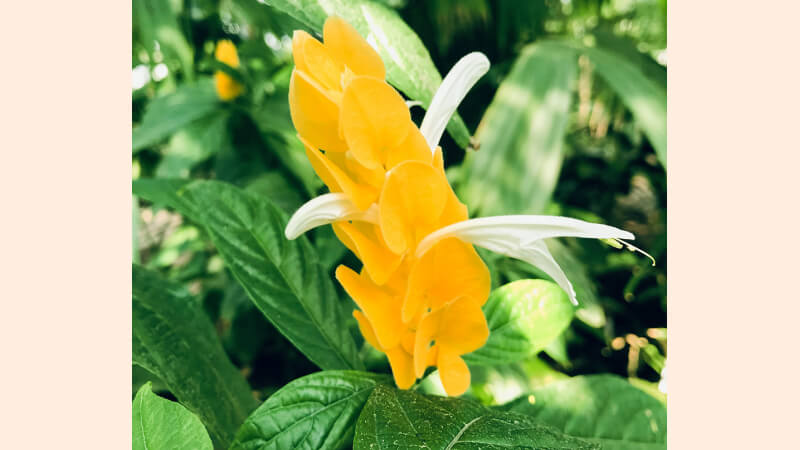 Hình ảnh đẹp về hoa rồng vàng 3