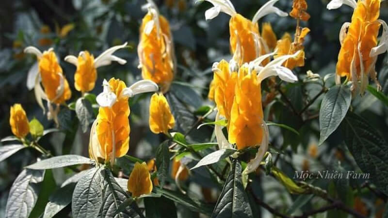 Hình ảnh đẹp về hoa rồng vàng 5