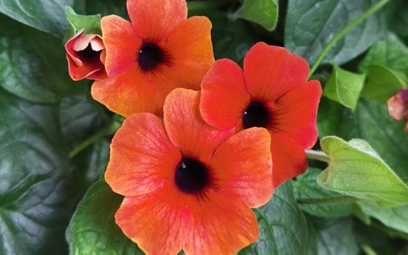 Cụm hoa mắt huyền cam đỏ nổi bật với tâm đen đặc trưng, khoe sắc rạng rỡ giữa tán lá xanh mướt