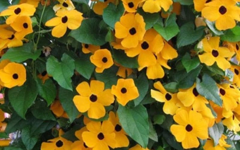 Vườn hoa mắt huyền nhiều màu sắc đỏ, hồng, vàng xen kẽ, điểm tô góc vườn sinh động