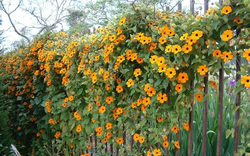 Lưu ý khi trồng hoa mắt huyền bao gồm bảo vệ, nhân giống và phòng sâu bệnh