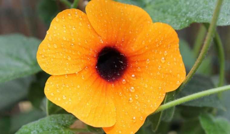 Hoa Mắt Huyền (Thunbergia alata): Ý nghĩa và cách trồng giàn hoa đẹp như mơ