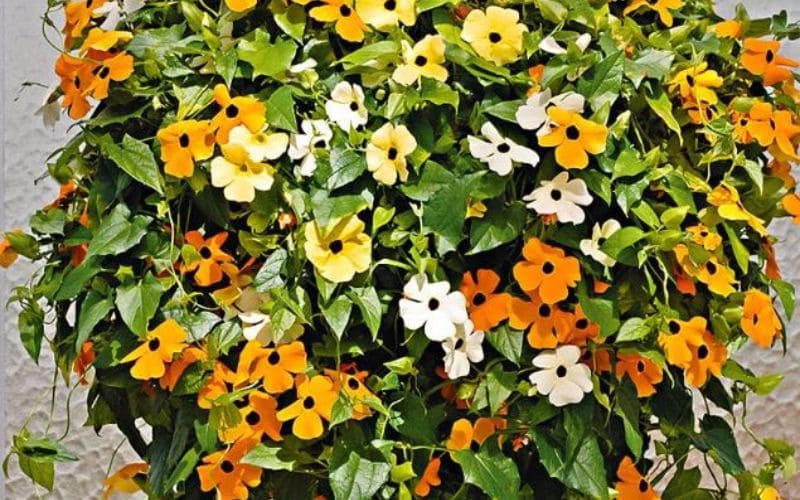 Hoa mắt huyền đa sắc rực rỡ với tông vàng, cam, trắng tạo nên bức tranh thiên nhiên sinh động