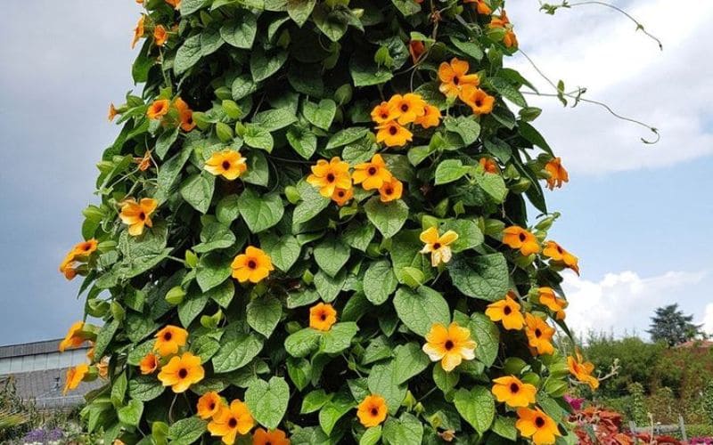 Tháp hoa mắt huyền cam vàng leo cao, khoe sắc giữa không gian xanh mát của khu vườn