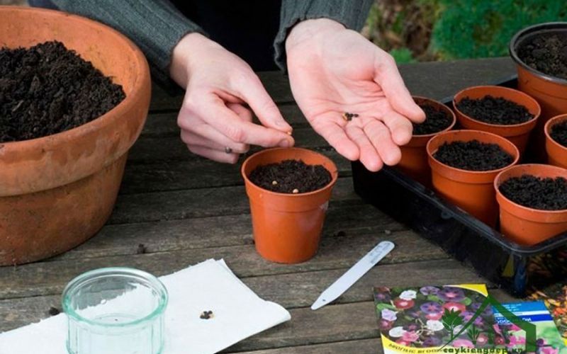 Cách trồng hoa mắt huyền bao gồm chọn vị trí, đất và phương pháp gieo/trồng