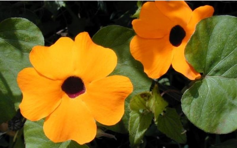 Hoa mắt huyền có thân leo, lá tim và sắc hoa rực rỡ