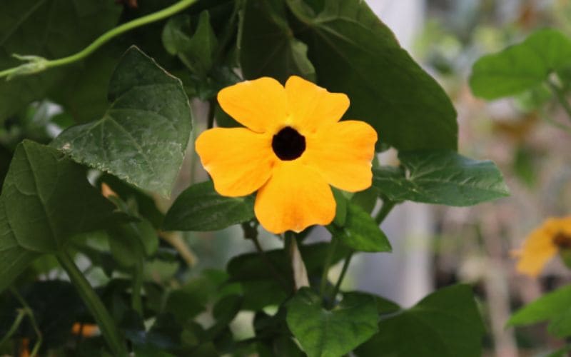 Vườn hoa mắt huyền vàng rực rỡ nở kín giữa tán lá xanh mát, tạo khung cảnh mùa hè rạng ngời