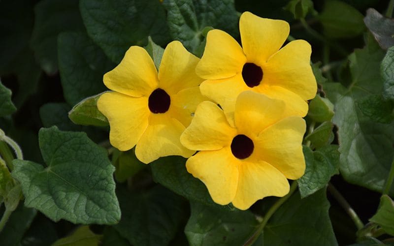 Ba bông hoa mắt huyền vàng chanh tươi mới, cánh hoa mềm mại như nhung, tâm nâu sẫm nổi bật