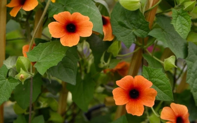 Đôi bông hoa mắt huyền cam đào tinh tế, cánh hoa mềm mượt, khoe sắc giữa vườn xanh mát