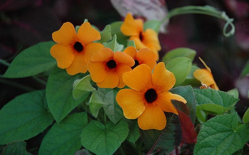 Cụm hoa mắt huyền cam ấm áp, cánh hoa mịn màng, tỏa sáng dưới ánh nắng ban mai