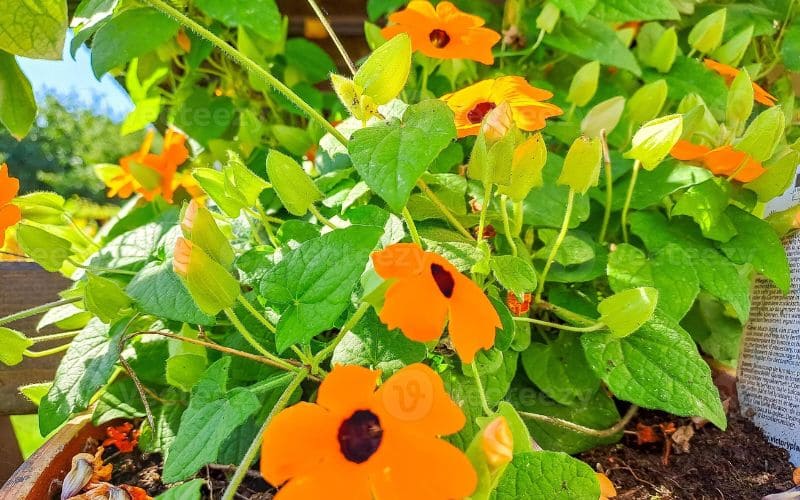 Những bông hoa mắt huyền cam tươi vươn mình giữa lá xanh, mang vẻ đẹp nhiệt đới rực rỡ