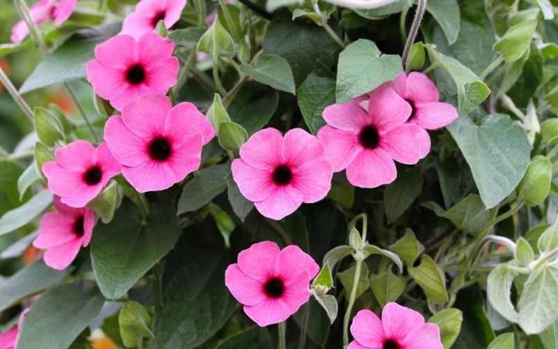 Tuổi thọ hoa mắt huyền phụ thuộc vào khí hậu và cách chăm sóc