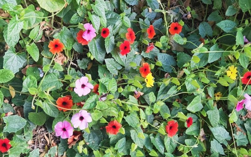 Vườn hoa mắt huyền nhiều màu sắc đỏ, hồng, vàng xen kẽ, điểm tô góc vườn sinh động