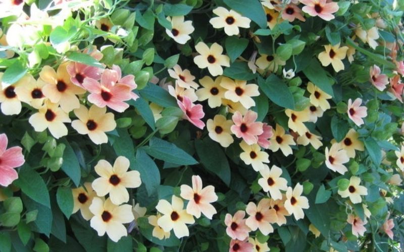 Hoa mắt huyền tượng trưng cho tình yêu và may mắn