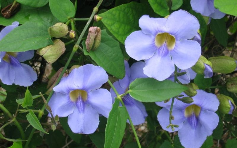 Hoa mắt huyền tím xanh nhẹ nhàng với họng vàng, mang vẻ đẹp thanh thoát và dịu dàng