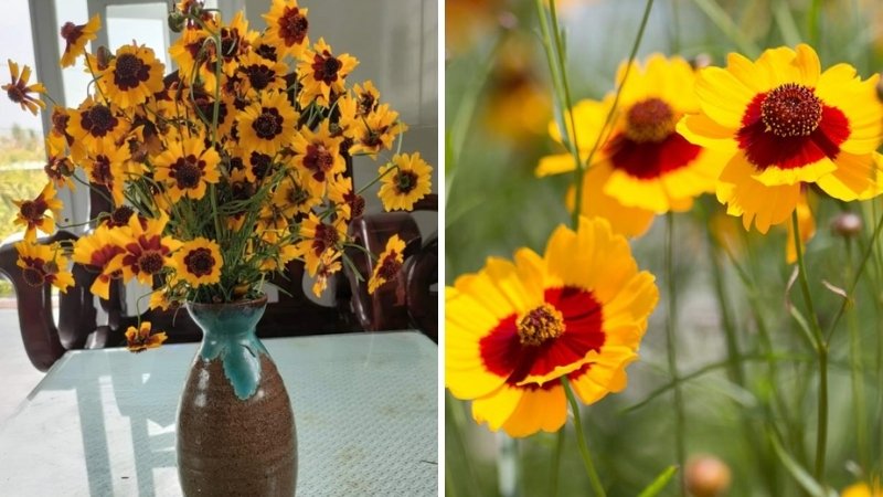 Cúc duyên nhuộm và Cúc Mắt Rắn có phải là một?