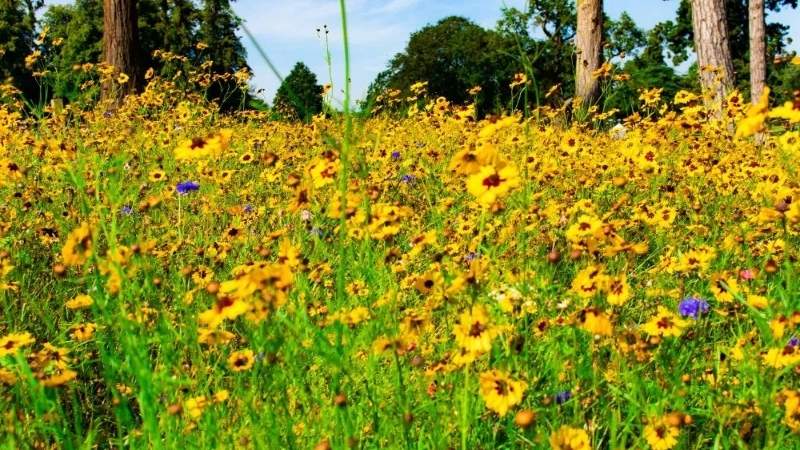 Hình ảnh đẹp về hoa Cúc Mắt Rắn 6