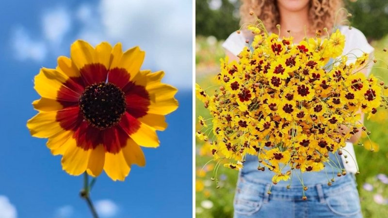 Tác dụng của hoa Cúc Mắt Rắn