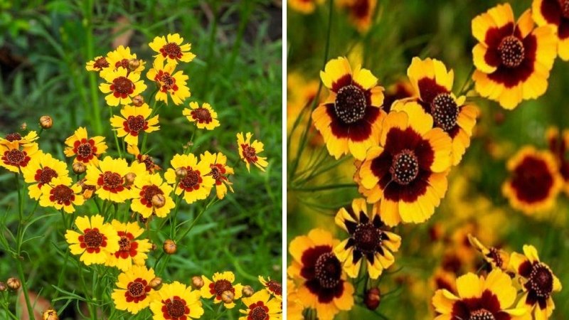 Các câu hỏi thường gặp về hoa Cúc Mắt Rắn