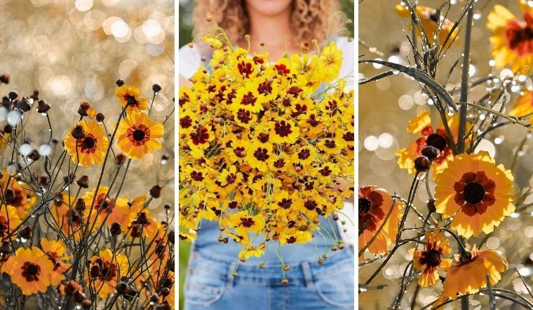 Cúc Mắt Rắn (Cúc Duyên Nhuộm): Cách trồng loài cúc bò lan rực rỡ