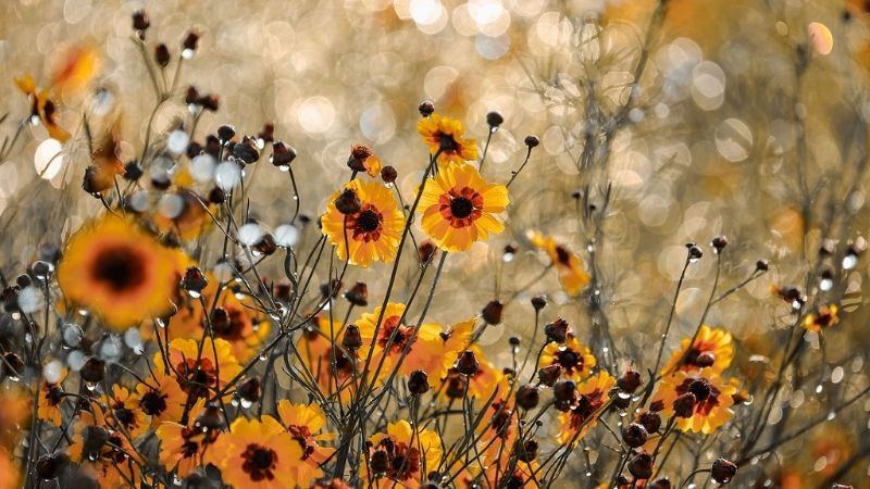 Hình ảnh đẹp về hoa Cúc Mắt Rắn 2