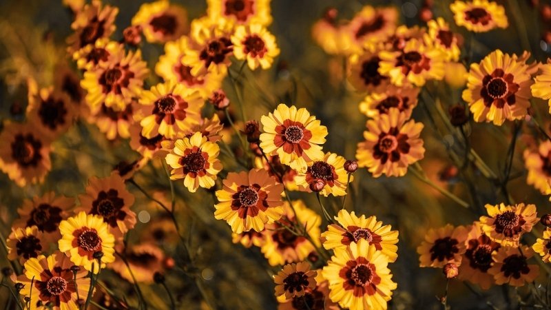 Hình ảnh đẹp về hoa Cúc Mắt Rắn 8