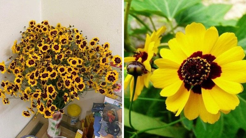 Hình ảnh đẹp về hoa Cúc Mắt Rắn 10