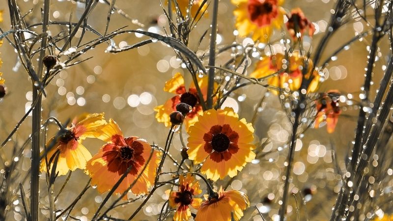 Hình ảnh đẹp về hoa Cúc Mắt Rắn 9